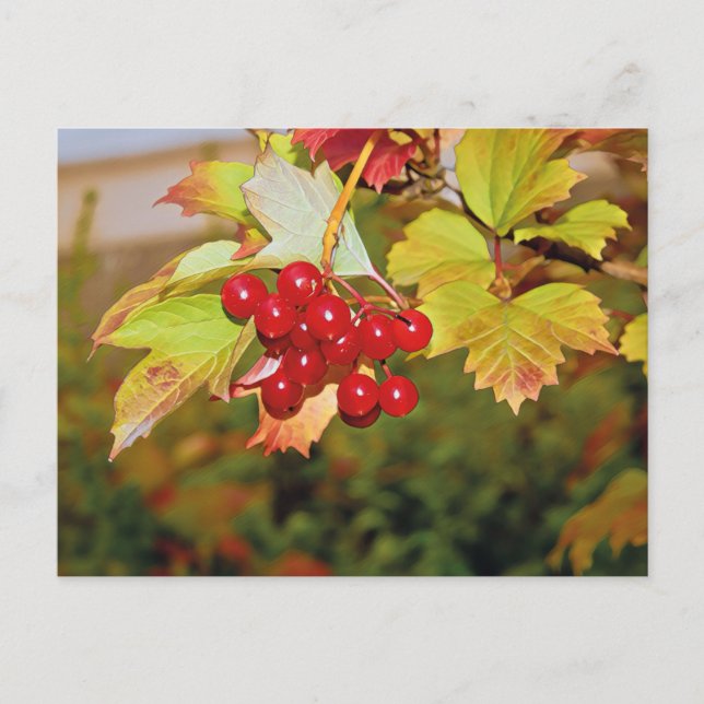Red Berries Viburnum Guelder Rose Postkarte (Vorderseite)