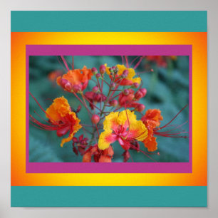 Red Bird of Paradise Poster