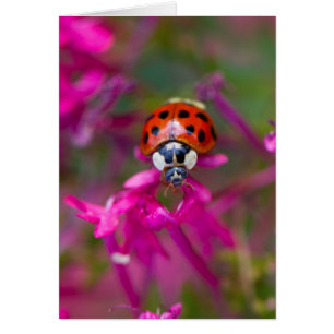 Red Black Ladybug Ladybird auf rosa Blume