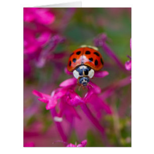 Red Black Ladybug Ladybird auf rosa Blume