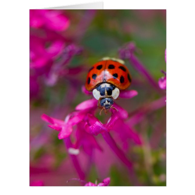 Red Black Ladybug Ladybird auf rosa Blume (Vorderseite)