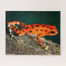 Red & Black Poison Dart Frosch