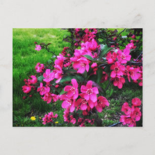RED BLOSSOMS BRIGHT POSTCARD POSTKARTE
