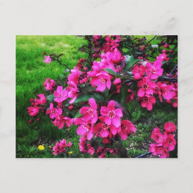 RED BLOSSOMS BRIGHT POSTCARD POSTKARTE (Vorderseite)