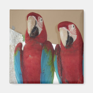 Red Blue Green Macaws Magnet