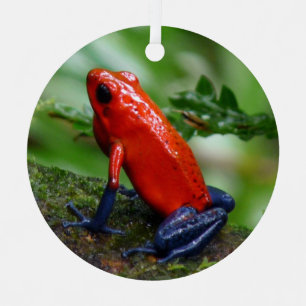 Red & Blue Poison Dart Frosch Ornament Aus Metall