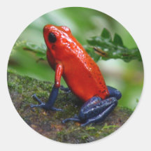 Red & Blue Poison Dart Frosch