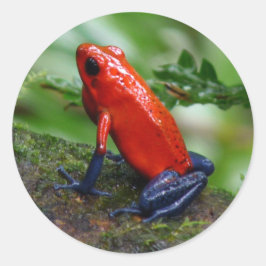 Red & Blue Poison Dart Frosch Runder Aufkleber