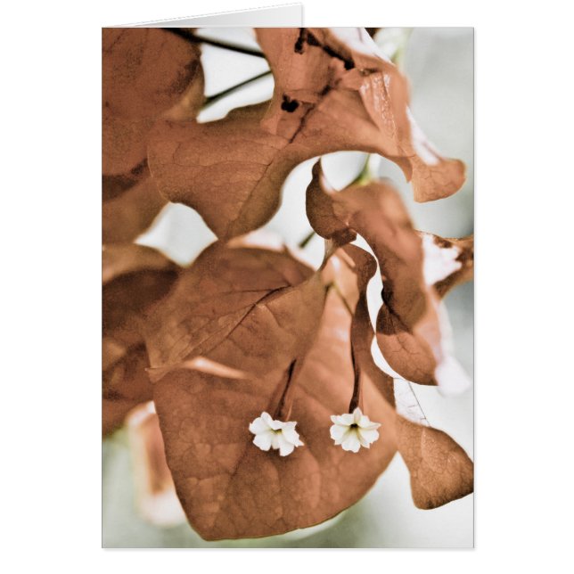 Red Bougainvillea (Vorne)