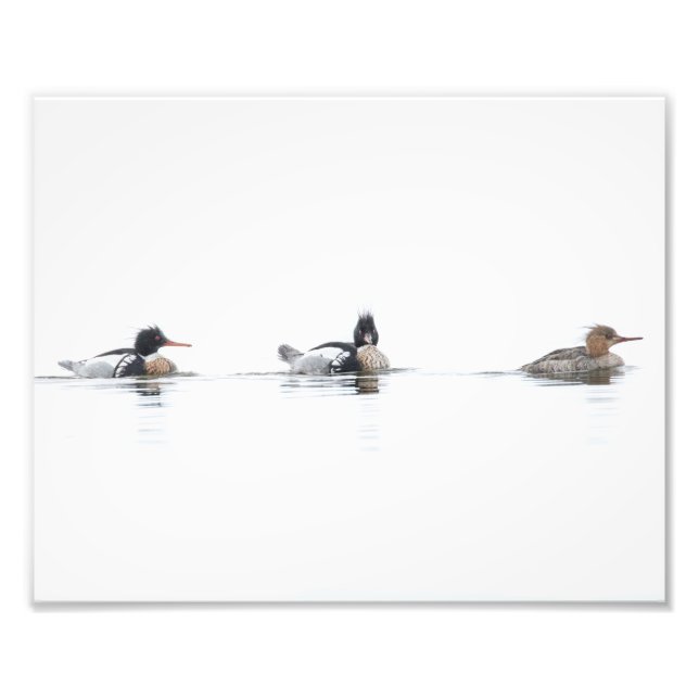 Red Breaster Merganser Foto Print on Foggy Lake (Vorne)