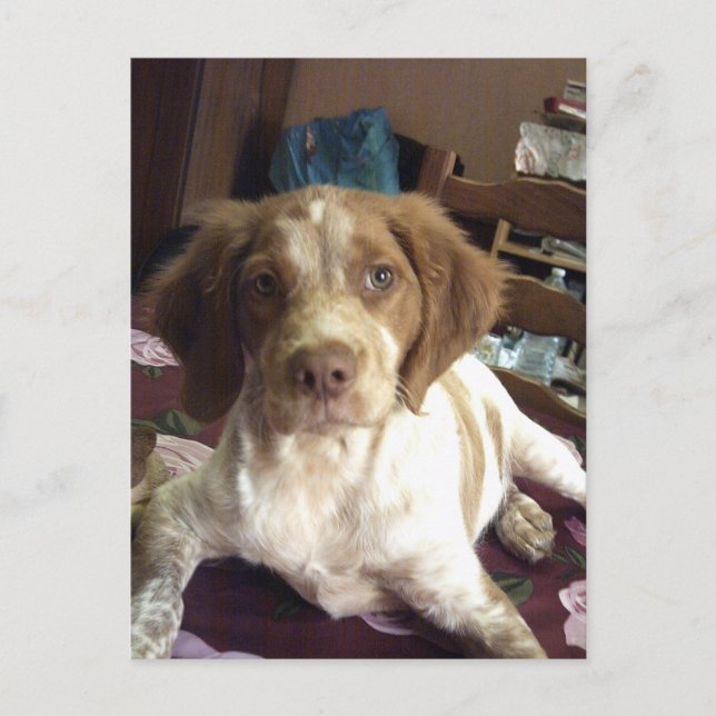Red Brittany Spanischer Welpenhund Postcard épagne Postkarte (Vorderseite)