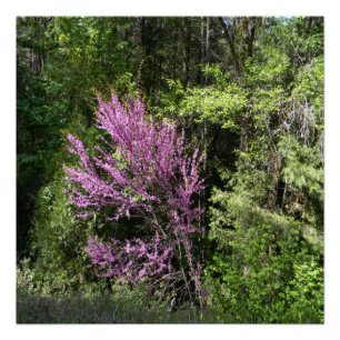 Red Bud Baum im Frühling.. Poster