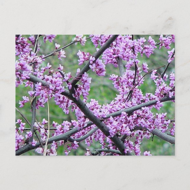 Red Bud Tree Postkarte (Vorderseite)