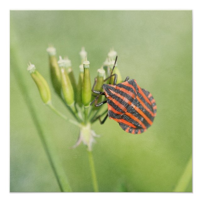 Red Bug - Eine weitere Flasche verletzt nicht Poster (Vorderseite)