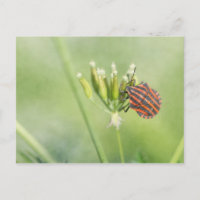 Red Bug - Eine weitere Flasche verletzt nicht