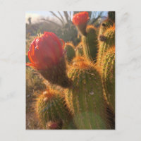 Red Cactus Blume Sunset