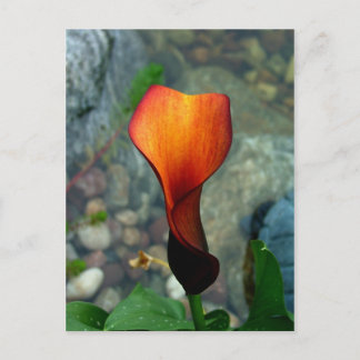 Red Calla Lily Postcards Postkarte