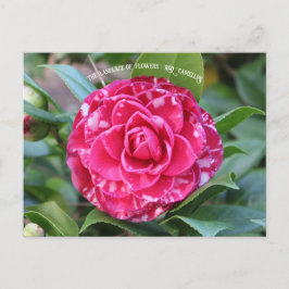 Red Camellia Postkarte
