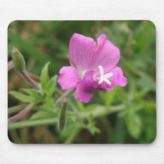 Red Campion Wildblume Mousepad (Vorne)