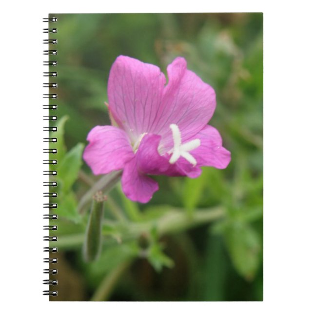 Red Campion Wildblume Notebook Notizblock (Vorderseite)