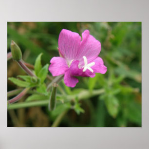 Red Campion Wildblume Print Poster