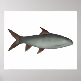 Red Canarese Barb Poster