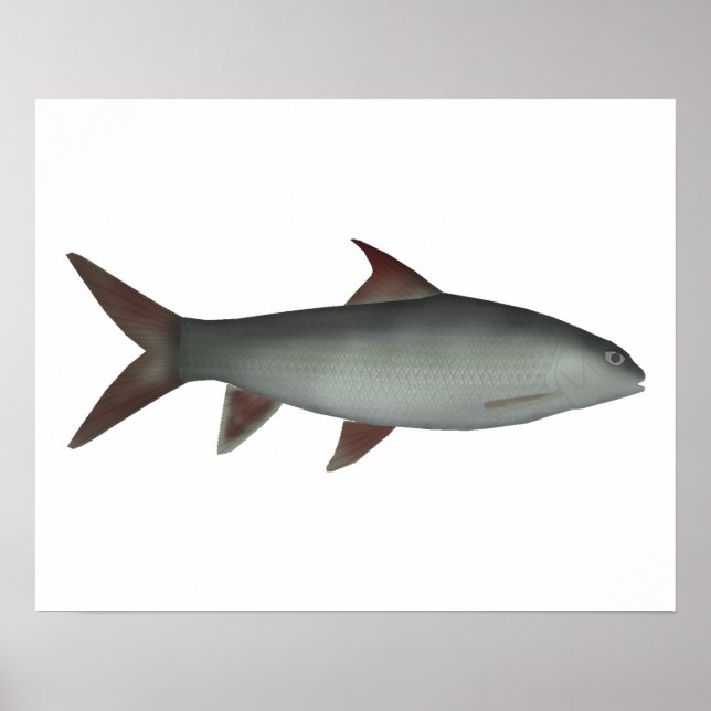 Red Canarese Barb Poster (Vorne)