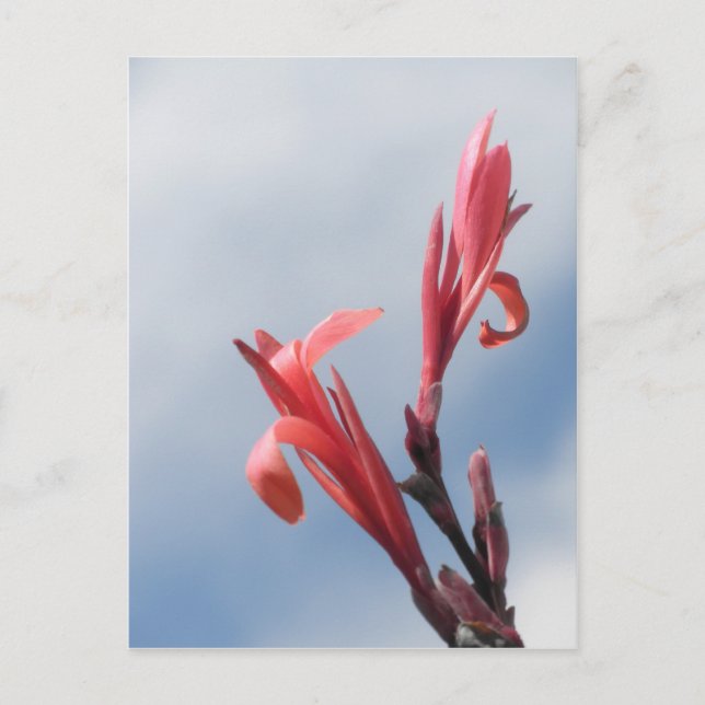 Red Cannas Canna Lilies Blume Foto Postkarte (Vorderseite)