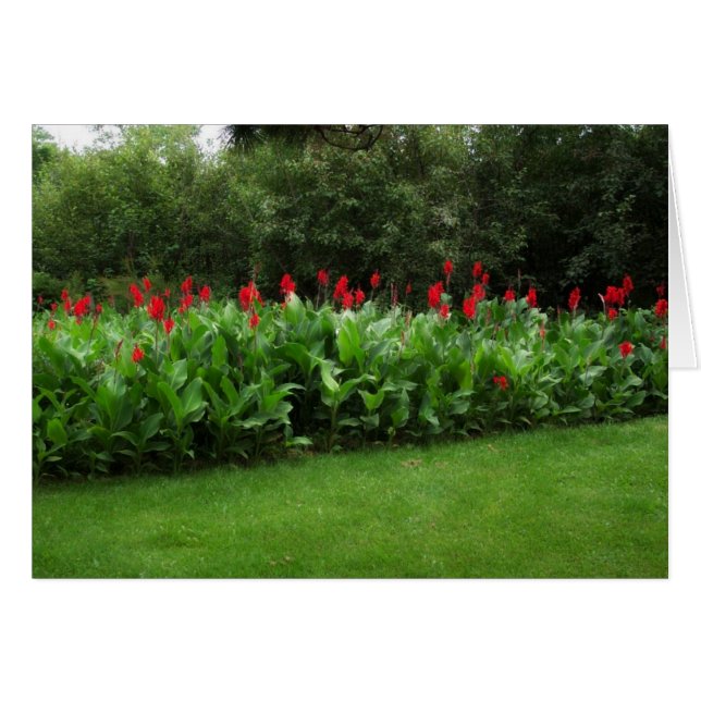 RED CANNAS ~ GREEN NORTHWOODS ~ GARTENKARTEN (Vorderseite (Horizontal))