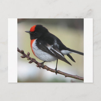 Red Capped Robin Postkarte