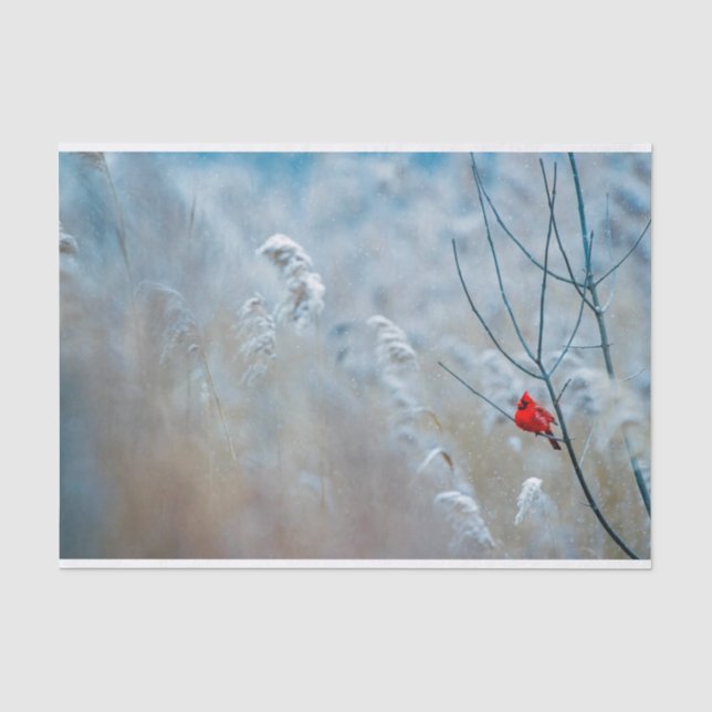 Red Cardinal in Winter Nature Foto von Christmas Seidenpapier (Vorderseite)