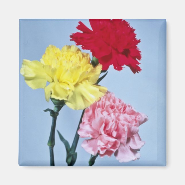Red Carnation Study on white Blume Magnet (Vorne)