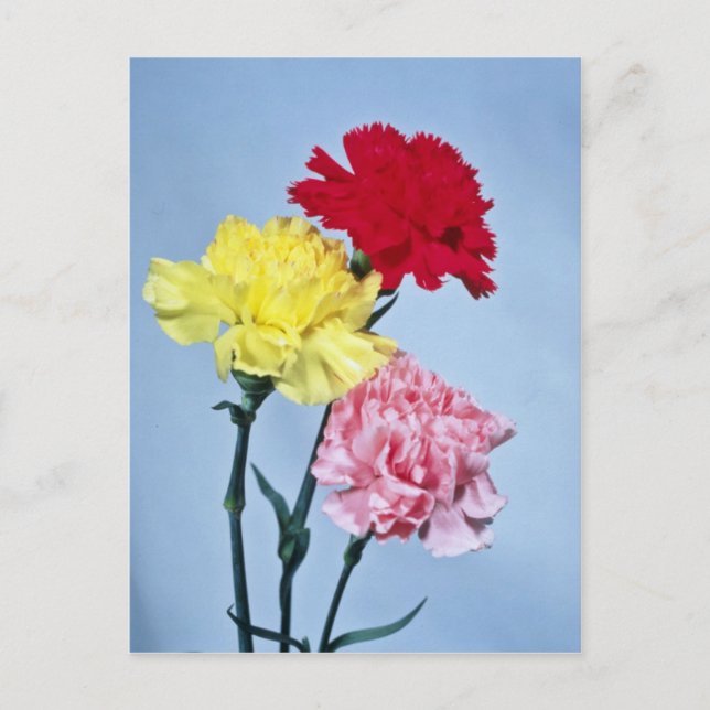 Red Carnation Study on white Blume Postkarte (Vorderseite)