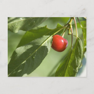 red cherry postkarte