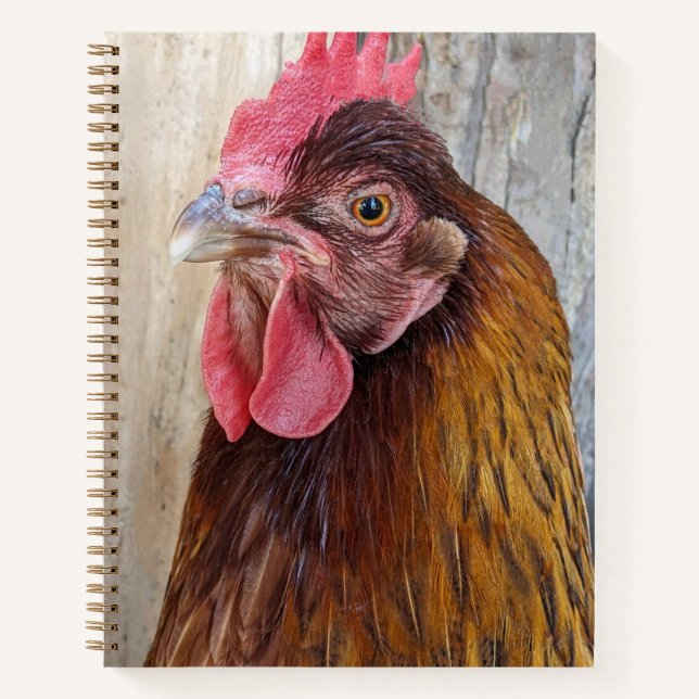 Red Chicken Hen Photo Notizbuch (Vorderseite)