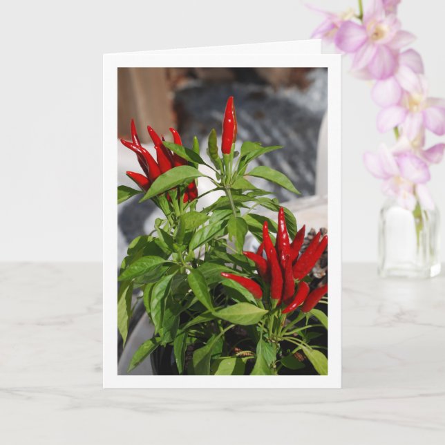 Red Chili Pepper Pflanze Karte (Orchidee)