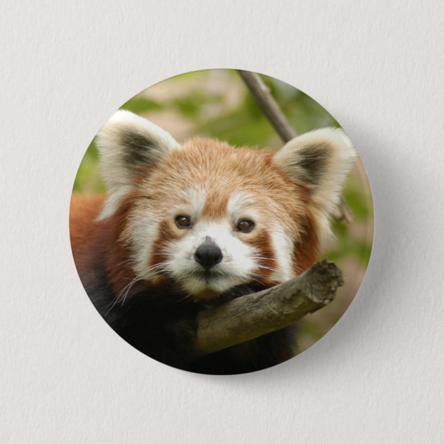 red-chinese-panda10x10 button (Vorderseite)