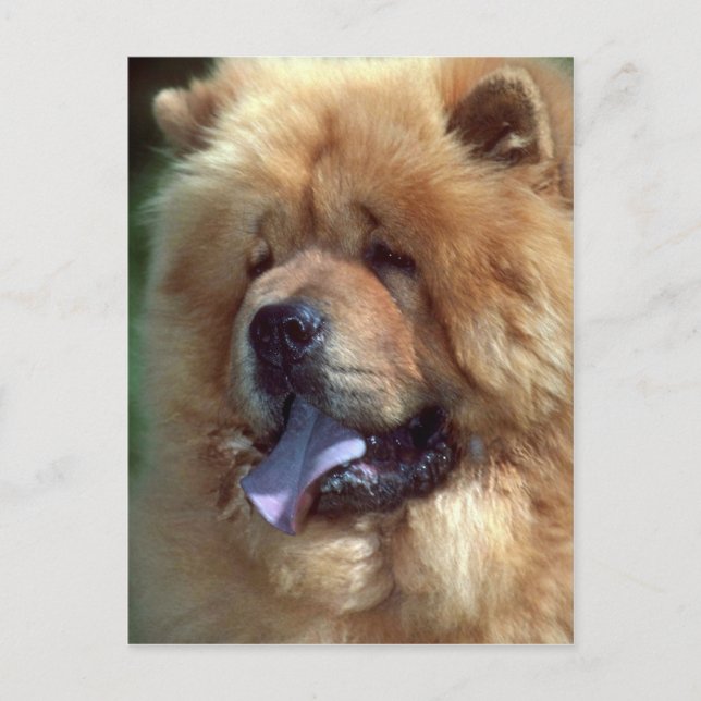Red Chow Postkarte (Vorderseite)