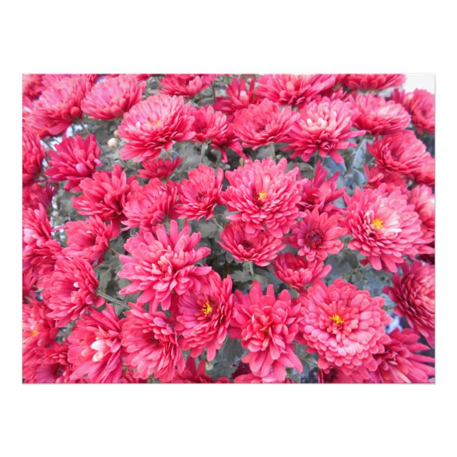 Red Chrysanthemum Blume Fotodruck (Vorne)
