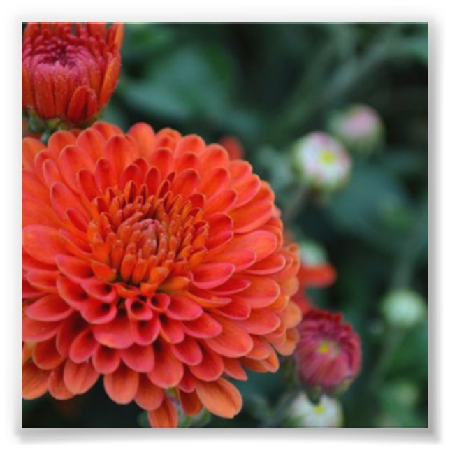 Red Chrysanthemum Fotodruck (Vorne)