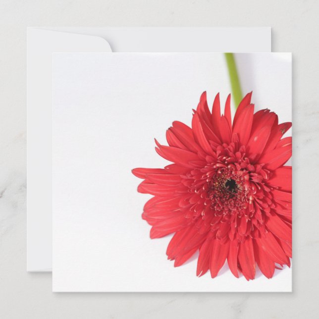 Red Chrysanthemum Ihre Text Flat Card (Vorderseite)