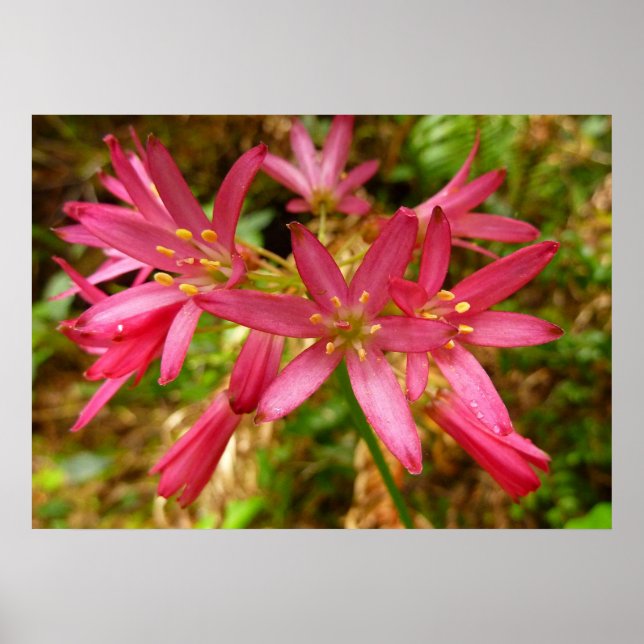 Red Clintonia Blume in Redwoods Poster (Vorne)
