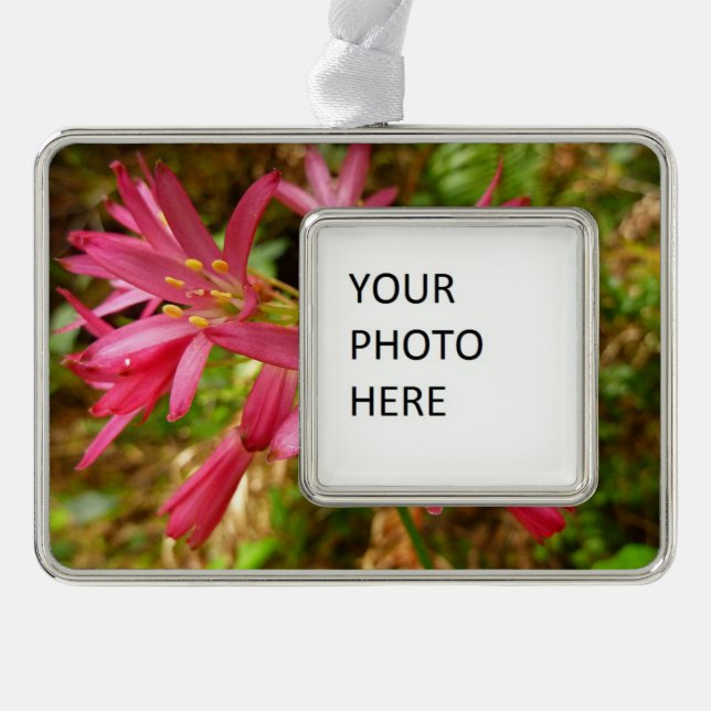 Red Clintonia Blume in Redwoods Rahmen-Ornament Silber (Vorderseite)
