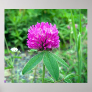 Red Clover Blossom 3 Poster