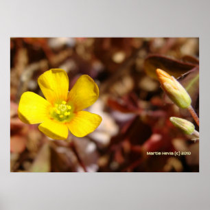 Red Clover Blume Poster