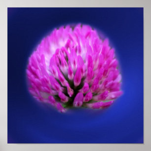 Red Clover Wildblume Poster