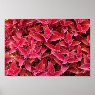 Red Coleus Hintergrund Textur Leinwand oder Poster