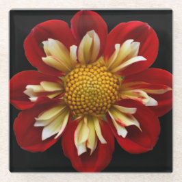 Red Collarette Dahlia auf der schwarzen Flora Glasuntersetzer