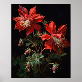 Red Columbine Blumen Art Print Poster