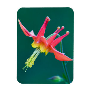 Red Columbine Magnet